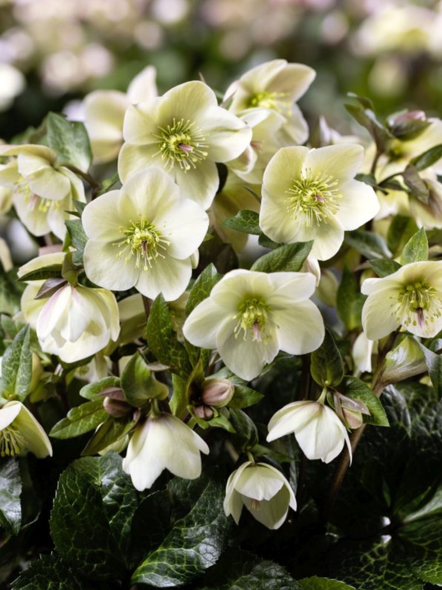 Hellebore Ice N' Roses 'Mia Marble' 1G